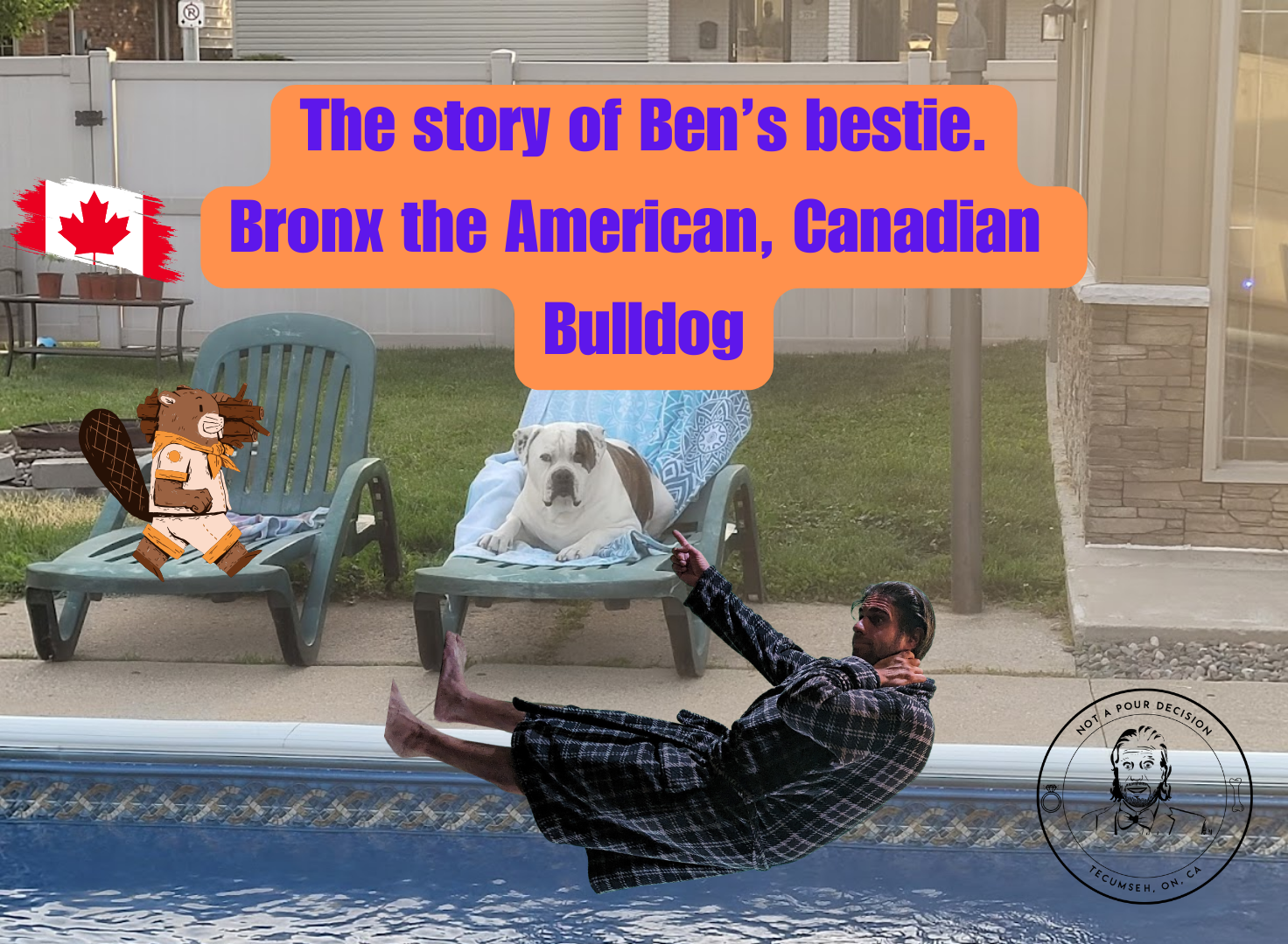 Bronx - the American, Canadian Bulldog